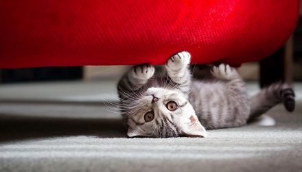 Как отучить кота точить когти об мягкую мебель?