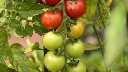 Как правильно поливать помидоры? Почему не завязываются плоды?