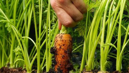 Рецепт подкормки после которой морковь идет в быстрый рост!