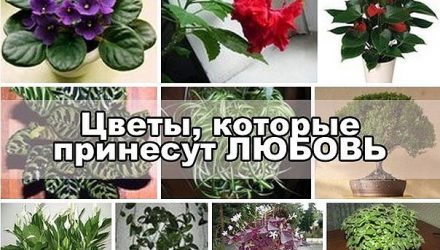 10 растений, которые принесут в Ваш дом любовь