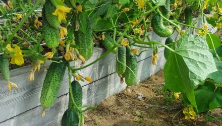 Простой и доступный секрет выращивания большого урожая ОГУРЦОВ