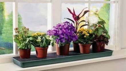 10 растений, которые принесут в ваш дом любовь