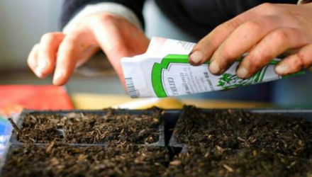 Способы предварительной закалки и высадка семян в почву