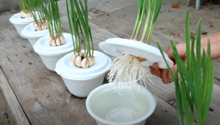 Неожиданно, выращивание чеснока в пенопластовой коробке с водой дает так много корней.