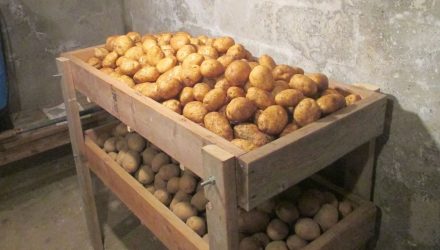 Как правильно хранить картошку зимой. Советы, которые помогут не потерять урожай