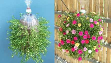 Идеи по переработке пластиковых бутылок, чтобы сделать красивый подвесной сад с автополивом