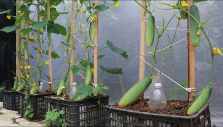Выращивание огурцов со спелыми бананами — Много цветов — Крупные плоды