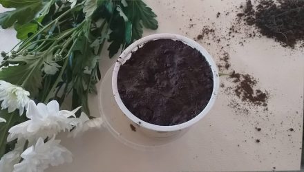 Как укоренить хризантему из букета Самый легкий способ