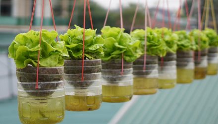 Выращивание салата в висячем саду без полива, высокая производительность
