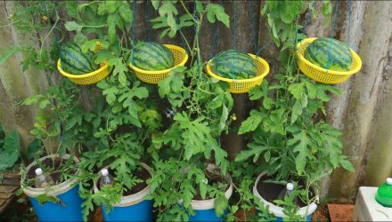 Выращивание арбуза в домашних условиях — подвесная корзина для арбуза