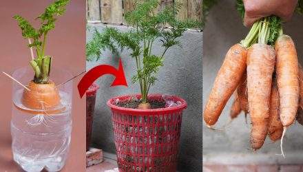 Выращивание моркови из выброшенных стеблей очень быстро