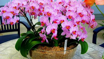 Подкормка орхидей в домашних условиях