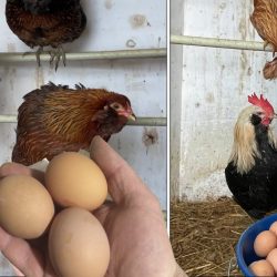 Что нужно сделать, чтобы куры засыпали яйцами. Секреты опытных хозяек