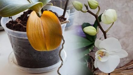 Грубые ошибки в уходе за орхидеями: никогда так не делайте, чтобы не погубить растение