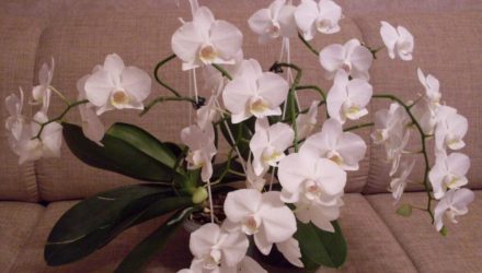 Орхидея зацветёт как бешеная, если полить её этим раствором