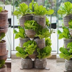 Выращивайте овощи из пластиковых бутылок на балконе без сада