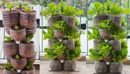 Выращивайте овощи из пластиковых бутылок на балконе без сада