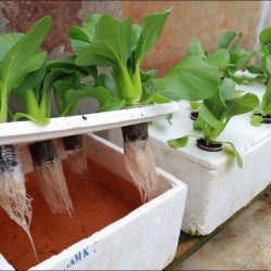 Выращивание гидропонного огорода дома — легко для начинающих