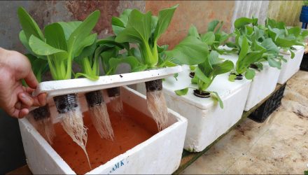 Выращивание гидропонного огорода дома — легко для начинающих