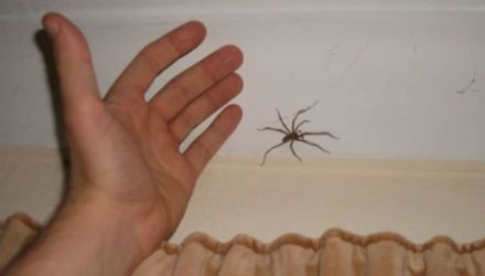 Почему нельзя бить пауков в доме, и к чему это может привести