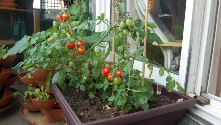Вкуснейшие томаты круглый год, которые сможет вырастить каждый