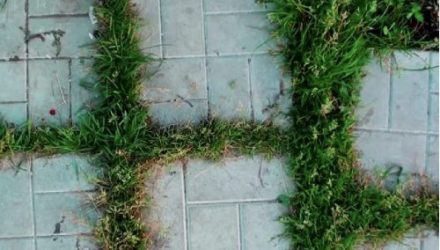 Устал бороться с травой на дорожке вручную: соседка поведала способ, убирающий сорняки