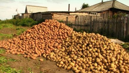 Сажаю картошку способом «наоборот», как дядя научил: всегда отменный урожай