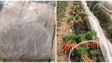 Удачный эксперимент: посев моркови в кукурузном крахмале