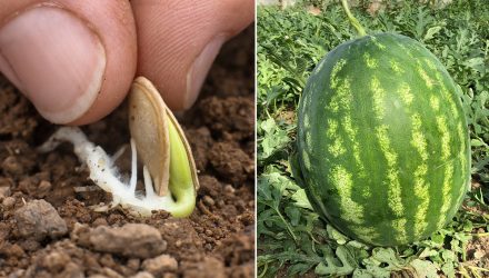 6 секретов успешного выращивания арбузов. Будут большие и сладкие
