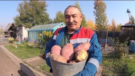 Посадка картофеля Способ посадки картофеля для получения высокого урожая От А до Я