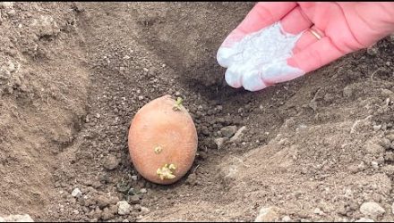 Киньте в лунку при посадке картофеля весной! Картошка будет крупная, а проволочник исчезнет!