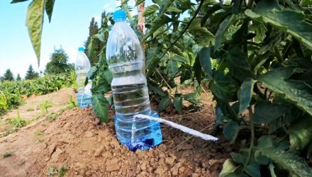 Капельная система полива из ПЭТ бутылок — сэкономит воду и силы на полив, повысит урожай