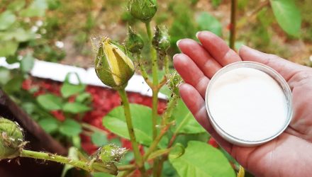 Пищевая сода спасает розы и другие растения от вредителей
