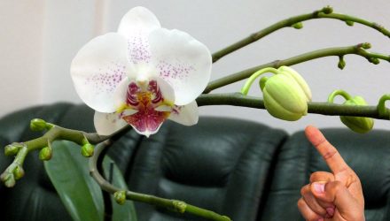Что нужно делать для того, чтобы орхидеи пышно цвели длительное время. 4 секрета