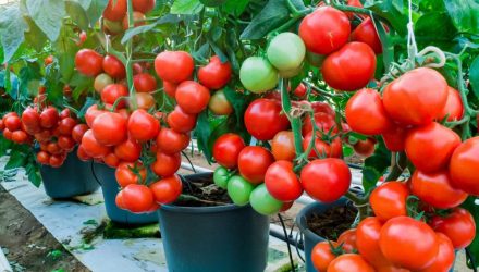 Без использования подкормок и обработок можно получить огромный урожай томатов!