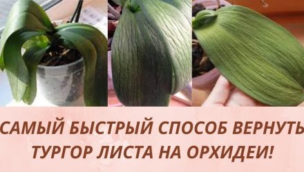 Орхидеи.Как восстановить тургор листьев. Как спасти Орхидею быстрый способ .