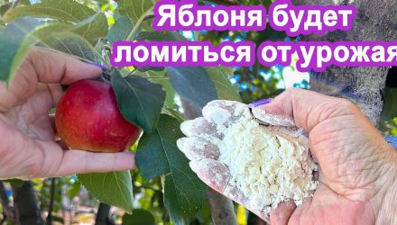 Подкормка яблони в июле: какое удобрение использовать, чтобы были крупные и сладкие