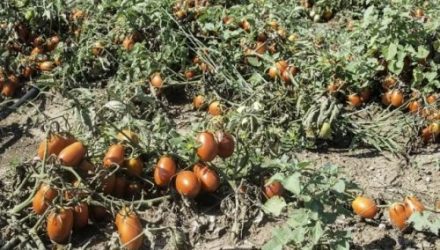 Три ошибки полива томатов, которые ведут к гuбелu всего урожая