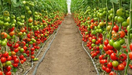 Увеличиваем урожайность томатов в 10 раз! Без химии, а только благодаря одной хитрости!