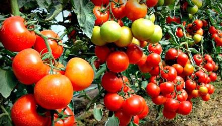 Подробнее Все лето поливаю помидоры только этим самодельным средством. Кусты ломятся от урожая