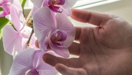 Не стоит заморачиваться: вот что нужно для пышного цветения орхидеи