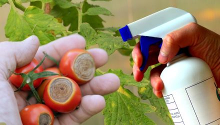 Чем обработать томаты, чтобы фитофтора не трогала их. Эффективный и проверенный метод