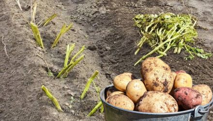 Зачем скашивать ботву картофеля, и как это может помочь защитить урожай от гнили
