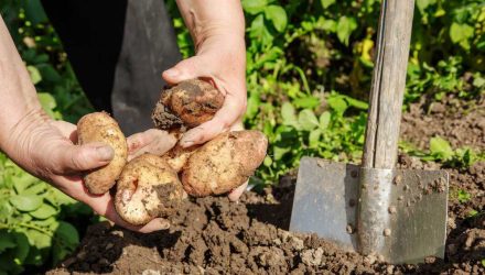 Когда и как правильно копать картошку, чтобы долго хранилась и не гнила