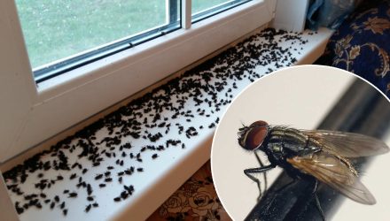 Как избавиться от мух в доме: проверенный годами способ