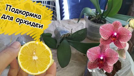Как правильно поливать орхидею лимонной водой, чтобы начала выпускать новые цветки