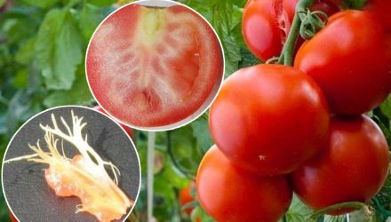 Почему у спелых томатов образуются твердые прожилки и как не допустить этого
