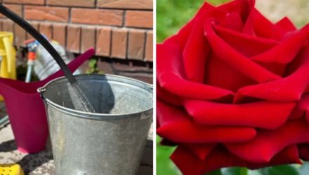 Секреты правильного полива роз: обязательно делайте так в августе
