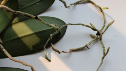 Как вырастить дома орхидею из кусочка корня