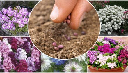 Какие, как правильно и когда сеять цветы на зиму: полезные советы для садоводов